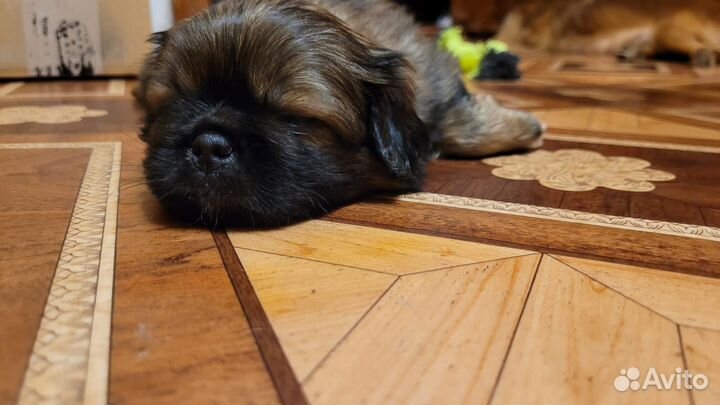 Щенки пекинеса