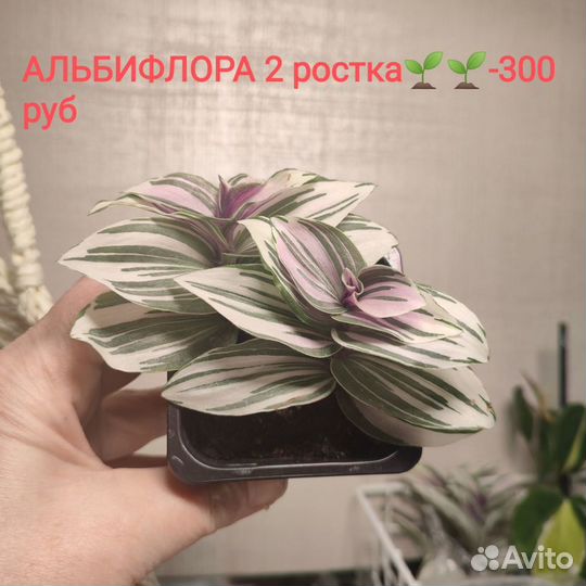 Традесканция триколор Rainbow Hill(Радужный холм)