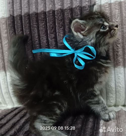 Котята мейн-кун