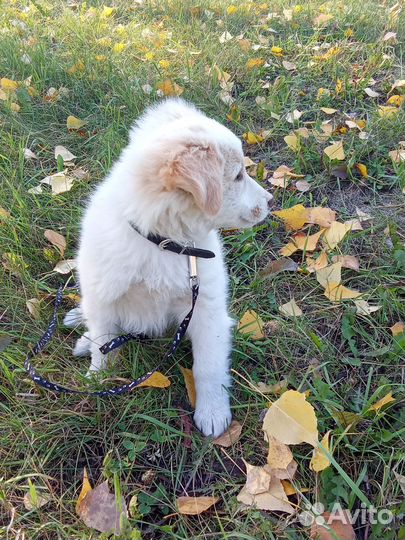 Щенок лайки