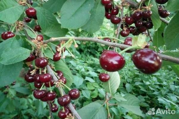 Вишня саженцы, ирга, большие