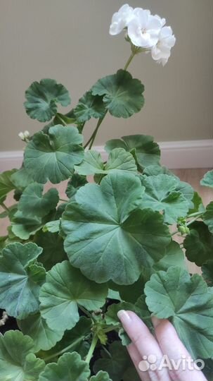 Белая взрослая герань с цветом