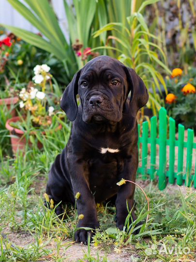 Щенки из профессионального питомника