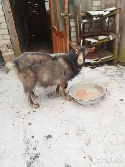 Козел и коза