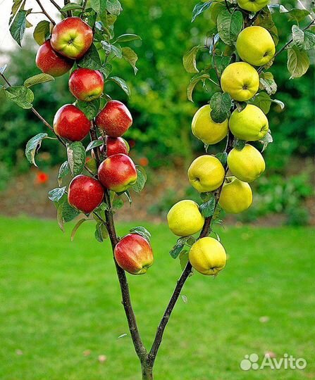 Штамб яблоня (светофор)