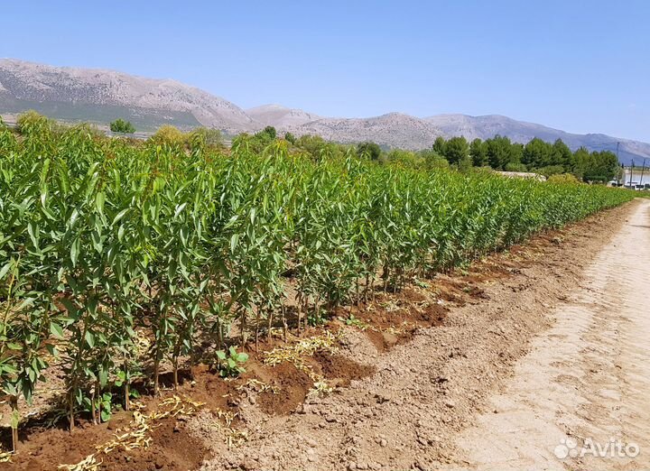 Миндаль горький обыкновенный (саженец)