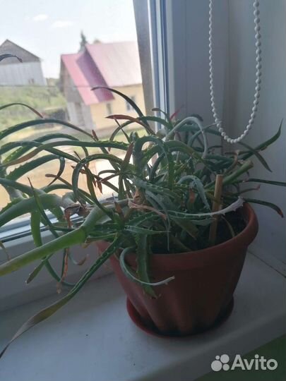 Отдам цветы