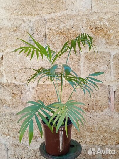 Хамедорея изящная / Chamaedorea elegans