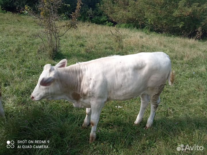 Коровы дойные и теленок