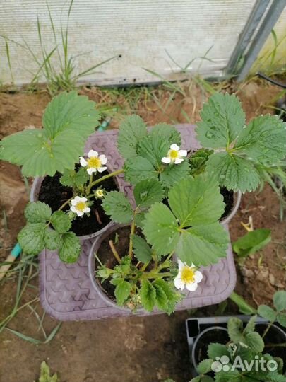 Рассада клубники