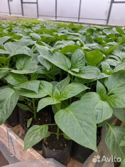 Рассада перца болгарского и перца острого