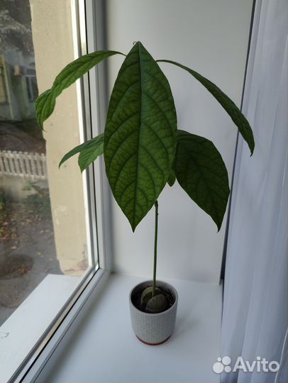 Авокадо растение