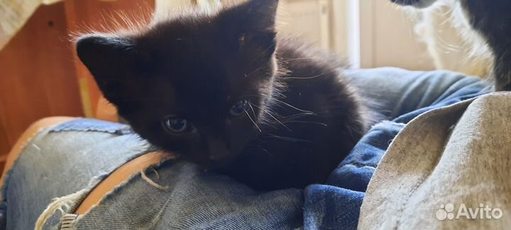 Котёнок Бомбей