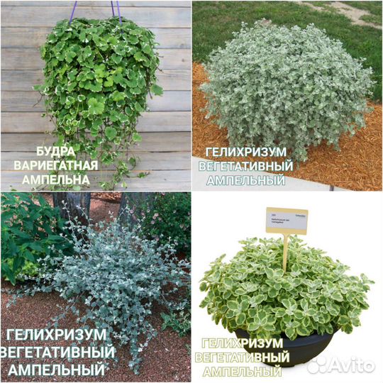 Рассада цветов, вегетативных часть 1