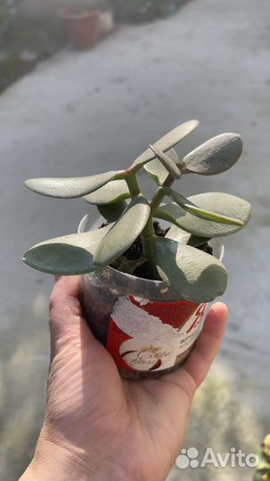 Крассула толстянка