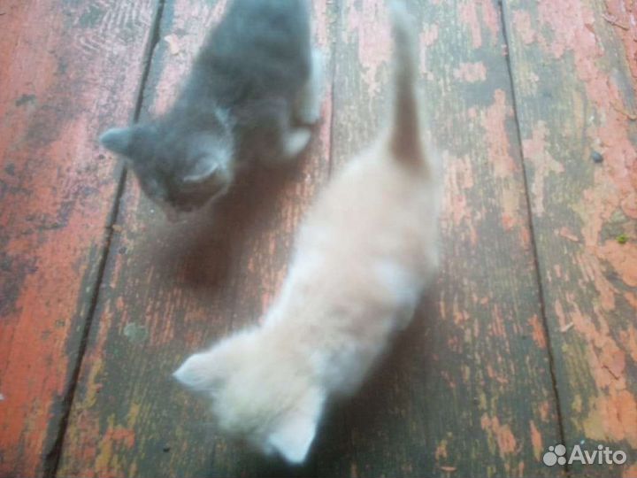 Котята в добрые руки