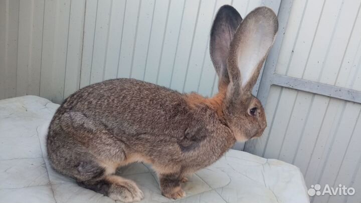 Кролики породы фландр-ризен