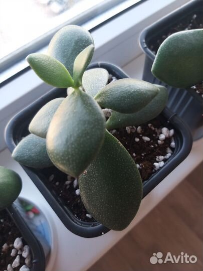 Крассула толстянка денежное дерево