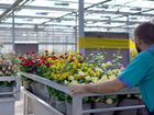 Тепличное производство цветов (розы). Беларусь объявление продам