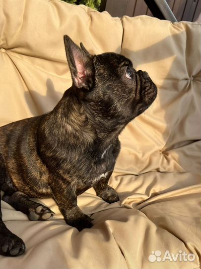 Французский бульдог щенки девочка