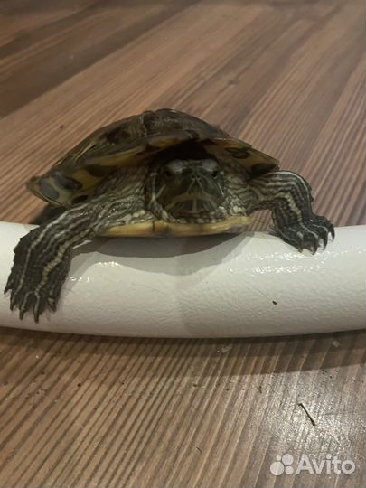 Красноухая черепаха