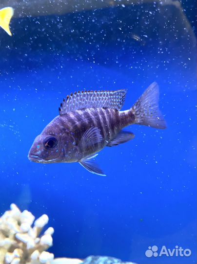 Аулонокара red flash