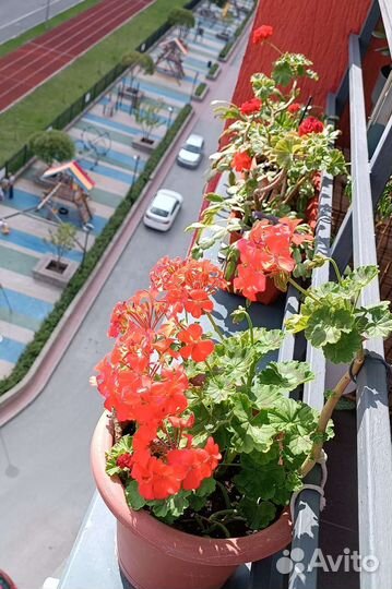 Пеларгония герань