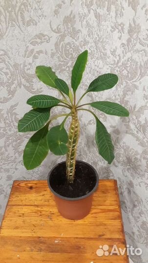 Молочаи много разные