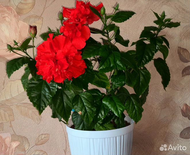 Гибискус махровый