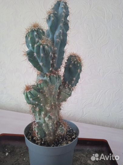 Кактус цереус