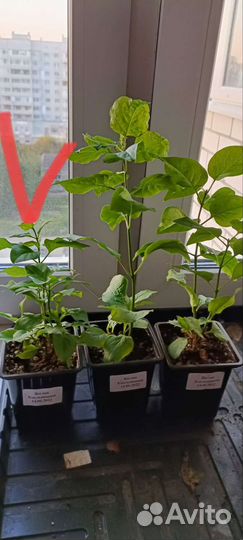 Сирень Красавица Москвы