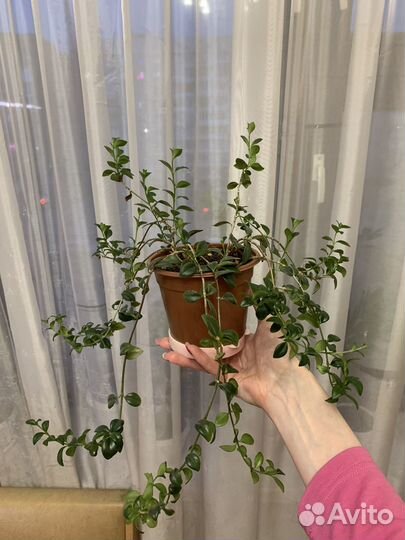 Нематантус