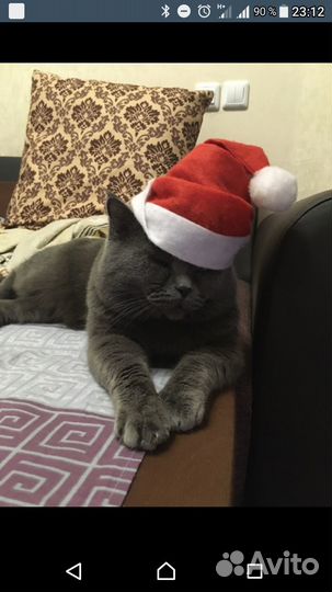 Британские котята