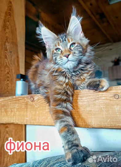 Кошка мейн-кун