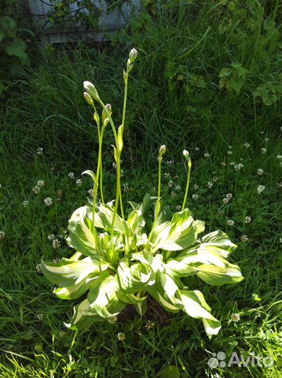 Хоста, астильба