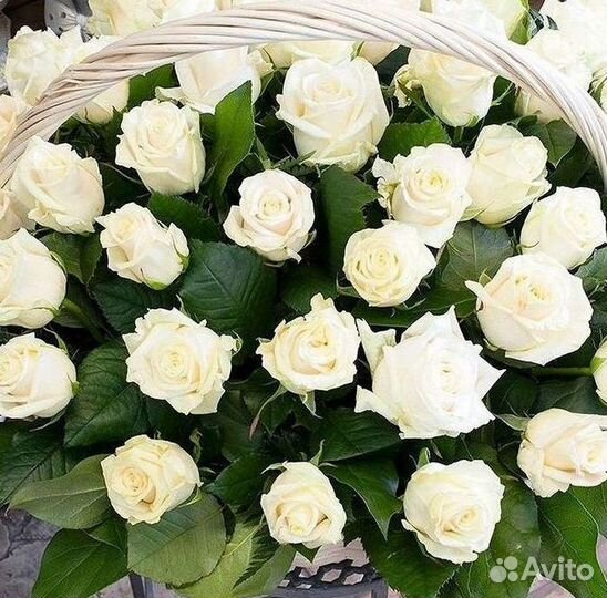 Розы Цветы Букеты 25 51 151 201 101 301 501 опт