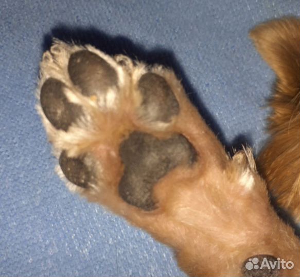 Триммер для животных