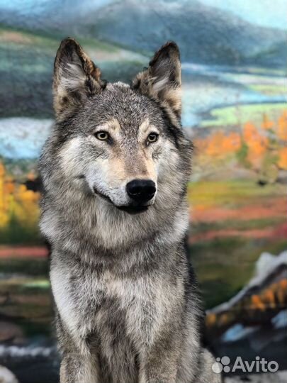 Чучело/шкура волка