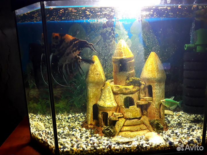 Отдам бесплатно