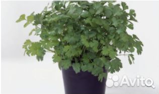 Семена Кориандра 