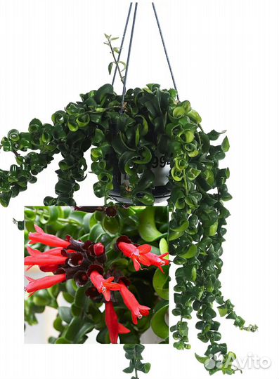 Эсхинантус Твистер. Мирт крупнолистн. вариегатный