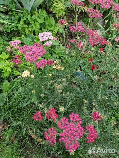 Тысячелистник декоративный