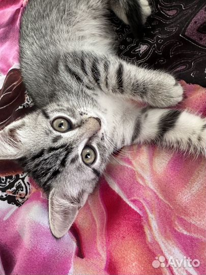 В добрые руки