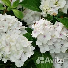 Гортензия черешкоаая