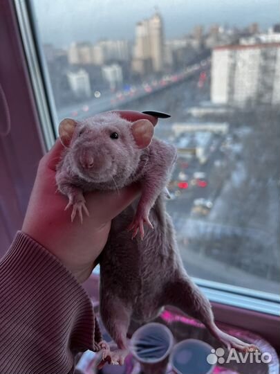 Крыса с клеткой