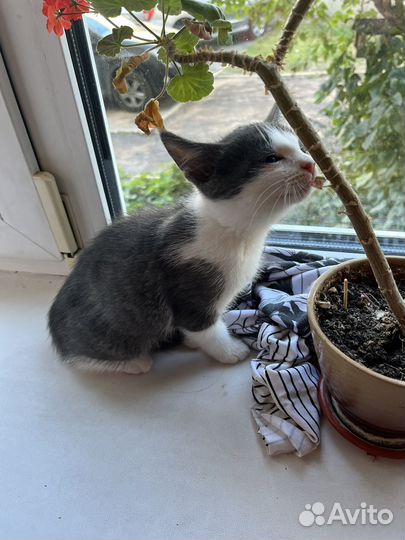 Котенок бело-серый :)