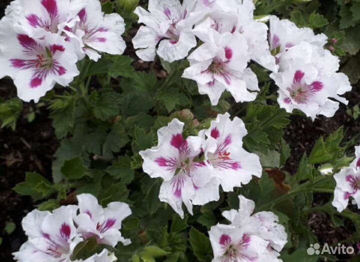 Королевская пеларгония (герань)