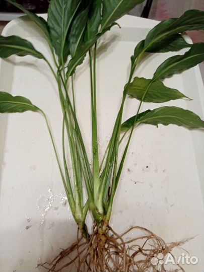 Спатифиллум