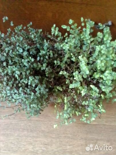 Каллизия зелёная