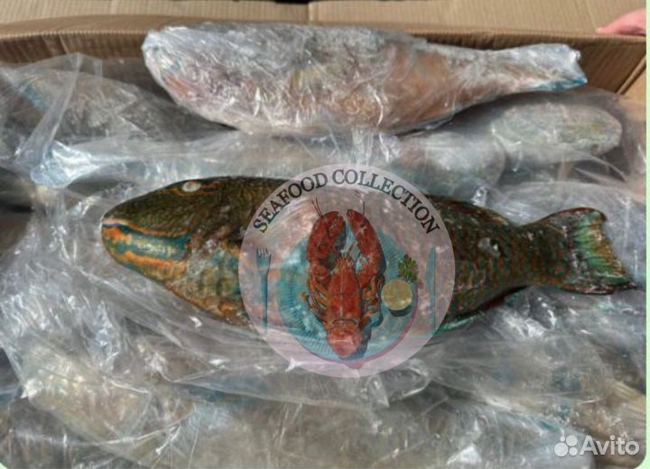 Сарган, Попугай, луциан,Император,тюрбо,тревалли